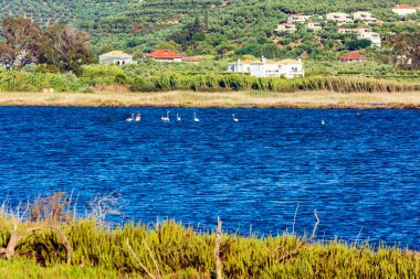 Gialova lagünü, Messinia, Yunanistan 'da gezinen güzel flamingolarla vahşi yaşam manzarası.