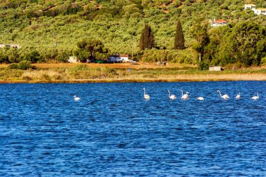 Gialova lagünü, Messinia, Yunanistan 'da gezinen güzel flamingolarla vahşi yaşam manzarası.