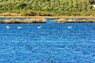 Gialova lagünü, Messinia, Yunanistan 'da gezinen güzel flamingolarla vahşi yaşam manzarası.