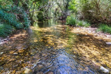Ebedi yeşil ormandaki küçük bir nehir. Kristal berrak su, kayalar, yosun, bitkiler. Saf doğa, çevre, ekoloji - Yunanistan.