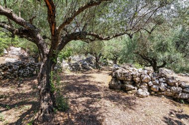 Güneş ışığında duran zeytin ağaçları, Moreloponnese, Yunanistan.