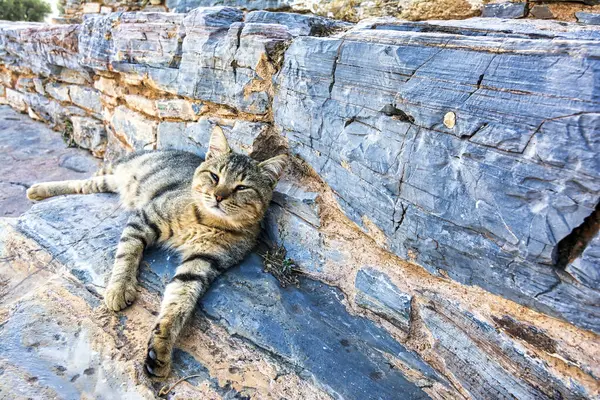 Lazy cat in the Ancient Greek theater of Thorikos in Lavrio, Attica, Greece.