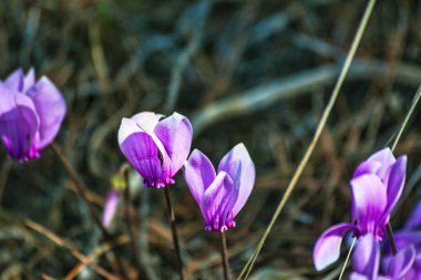 Anemon çiçeği yeşil arkaplanlı, sığ bir alan derinliğinde. Hymettus, Attica, Yunanistan.