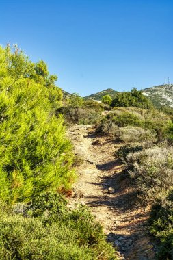 Yeşil yapraklı ve çakıllı vahşi ormanda yol. Penteli, Yunanistan.