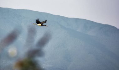 Bir leylek havada zarif bir şekilde süzülür. Uzaktaki mavi dağların arka planına karşı. Uçuştaki doğanın güzelliğini gözler önüne serer..