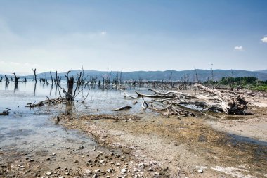 Yunanistan 'daki Doiran Gölü kıyılarına dağılmış kurumuş ağaç gövdelerinden oluşan gerçeküstü bir manzara, sığ sular gökyüzünü ve uzak dağları yansıtıyor..