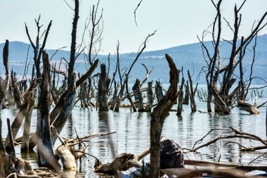 Yunanistan 'daki Doiran Gölü' nün sularından yükselen su altında kalmış, çorak ağaç gövdeleri akıllara durgunluk veren güzellikte ve gerçeküstü bir manzara yaratıyor..