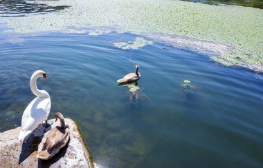 Bir çift kuğu, biri kıyıda dinleniyor ve diğeri Yunanistan 'ın Kastoria Gölü' nün sakin sularında yüzüyor. Etrafı zambaklar ve sakin manzaralarla çevrili..