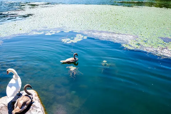 stock image A pair of swans, one resting on the shore and another swimming in the calm waters of Lake Kastoria, Greece, surrounded by water lilies and tranquil scenery.