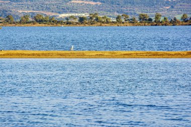 Yunanistan 'ın Gialova Gölü' nün sakin sularında bir martı tek başına duruyor. Arka planda uzak tepeler var..