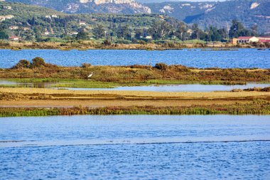Yunanistan 'ın Gialova Gölü' nün bataklıklarında sakin sular ve uzak tepeli yemyeşil bitki örtüsüyle çevrili bir balıkçıl duruyor..