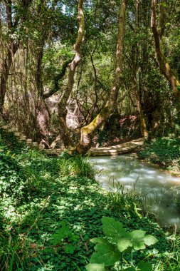 Yunanistan 'ın Peristerias Vadisi' nde yemyeşil, yosun kaplı ağaçlar ve doğal gölgelerle çevrili sakin bir dere, sık ormanların içinden akar..