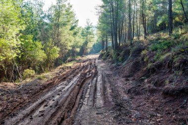 Yoğun bir çam ormanının içinden geçen engebeli, çamurlu bir yol Mantoudi, Evia, Yunanistan yakınlarındaki Mayın Göllerine çıkıyor..