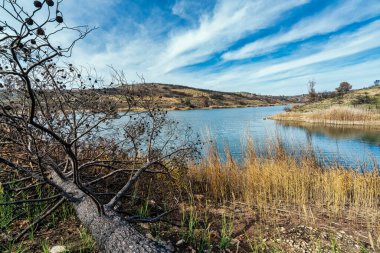 Kuru sazlıklar ve yanmış tepelerle çevrili, Marathonas Gölü 'nün yanına düşen kömürleşmiş bir ağaç son yangınların etkilerini yineliyor..