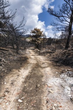 Penteli Dağı 'ndaki kavrulmuş bir ormanın içinden geçen toprak yol, 2024 yazındaki orman yangınının bıraktığı yıkımı gösteriyor..