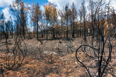 Yanmış ağaçlar ve kararmış toprak, Yunanistan 'ın Penteli Dağı' ndaki 2024 vahşi yangınından sonra bu ıssız orman sahnesine hakim oldu..