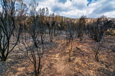 Yanmış ağaçlar ve kararmış toprak, Yunanistan 'ın Penteli Dağı' ndaki 2024 vahşi yangınından sonra bu ıssız orman sahnesine hakim oldu..