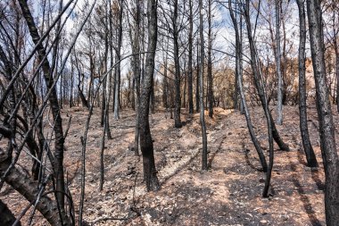 Yanmış ağaçlar ve kararmış toprak, Yunanistan 'ın Penteli Dağı' ndaki 2024 vahşi yangınından sonra bu ıssız orman sahnesine hakim oldu..