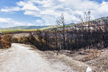 Yunanistan 'daki Penteli Dağı' ndaki 2024 orman yangınını izleyen kavrulmuş ağaçları ve çorak yamaçları aşan bir dağ yolu esiyor.