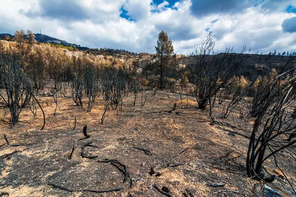 Yanmış ağaçlar ve kararmış toprak, Yunanistan 'ın Penteli Dağı' ndaki 2024 vahşi yangınından sonra bu ıssız orman sahnesine hakim oldu..
