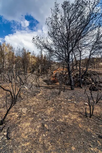 Yanmış ağaçlar ve kararmış toprak, Yunanistan 'ın Penteli Dağı' ndaki 2024 vahşi yangınından sonra bu ıssız orman sahnesine hakim oldu..