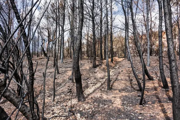 Yanmış ağaçlar ve kararmış toprak, Yunanistan 'ın Penteli Dağı' ndaki 2024 vahşi yangınından sonra bu ıssız orman sahnesine hakim oldu..
