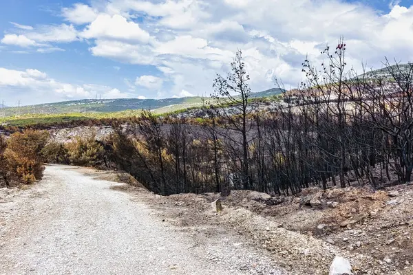 Yunanistan 'daki Penteli Dağı' ndaki 2024 orman yangınını izleyen kavrulmuş ağaçları ve çorak yamaçları aşan bir dağ yolu esiyor.