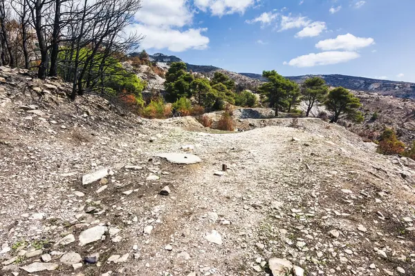 Penteli Dağı 'ndaki Davelis Mağarası' nın yanındaki yanmış arazi ve kayalık toprak, 2024 orman yangınından kurtulan birkaç yeşil çam ağacı..
