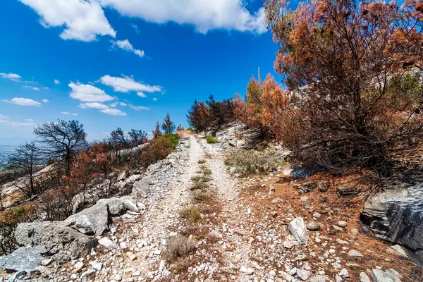 Penteli yamaçlarında engebeli bir dağ yolu kavrulmuş bitki örtüsü ve orman yangınından sonra Atina üzerinde net bir manzara..