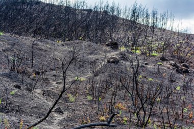 Yıkık bir yamaçta orman yangınından gelen kararmış bitki örtüsü erken iyileşme döneminde kül toprağından çıkan dağınık yeşil filizler görülüyor..