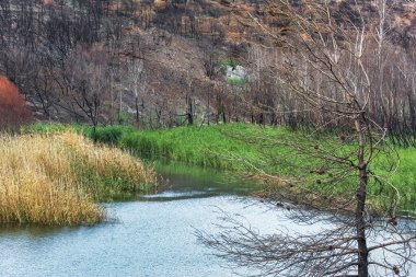 Taze yeşil sazlıklar sakin bir su kütlesi boyunca büyürken, arka plan yangından sonra oluşan kontrastın altını çizen kararmış bir yamacı gösteriyor..