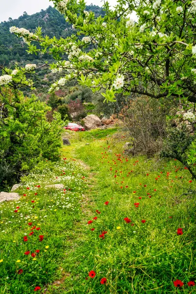 Methana, Yunanistan - 23 Mart 2025: Çiçek açan kır çiçekleri, çiçek açan ağaç dalları tarafından çerçevelenmiş, baharda yemyeşil bir dağ ormanının içinden geçen dar bir yeşil yol çiziyor..