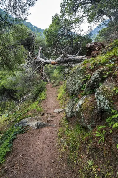 Çam ağaçları ve volkanik kayalarla çevrili Kameno Vouno 'daki kayalık orman arazisinde toprak yürüyüş yolu daralıyor..
