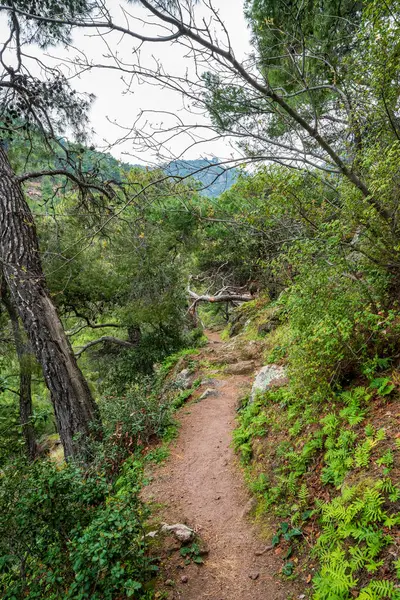 Çam ağaçları ve volkanik kayalarla çevrili Kameno Vouno 'daki kayalık orman arazisinde toprak yürüyüş yolu daralıyor..