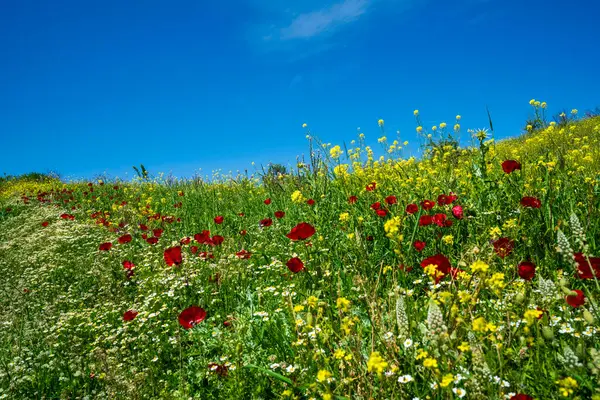 Haşhaş, papatya ve hardal çiçeklerinin canlı bir karışımı Akrokorinthos yakınlarındaki derin mavi bir gökyüzünün altında güneşli bir yamaçta çiçek açıyor..