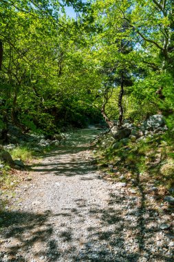 Evia 'nın Dirfi Dağı' nda ağaçlarla kaplı bir vadi. Güneş ışığı, ağaçlar ve yürüyüşçüler için sakin çakıl yolu ve bahar kaçışı var..