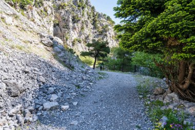 Dirfi Dağı 'ndaki Agali Vadisi' nin kayalıklarında yürüyen yalnız bir yürüyüşçünün arka görüntüsü, yükselen uçak ağacının altındaki sabah ışığı..