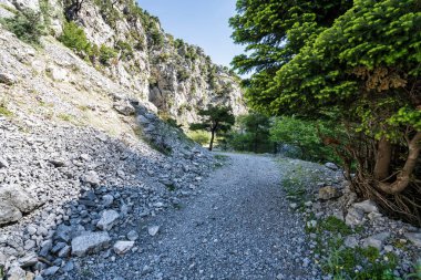 Evia 'nın Dirfi Dağı' nda ağaçlarla kaplı bir vadi. Güneş ışığı, ağaçlar ve yürüyüşçüler için sakin çakıl yolu ve bahar kaçışı var..