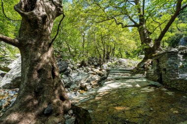 Gnarled uçak ağaçları, yosunlu çeşme ve kayalarla kaplı dere yolu Evia 'nın Dirfi Dağı' ndaki Agali Vadisi 'nde serin ve sakin bir manzara yaratır..