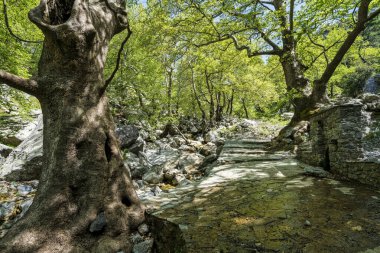 Gnarled uçak ağaçları, yosunlu çeşme ve kayalarla kaplı dere yolu Evia 'nın Dirfi Dağı' ndaki Agali Vadisi 'nde serin ve sakin bir manzara yaratır..