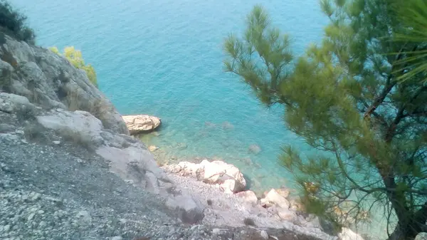 Kıyı, çam, deniz manzarası