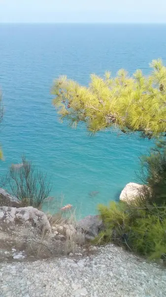 Kıyı, çam, deniz manzarası