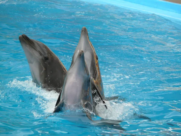 Dolphinarium 'da suda yunuslar