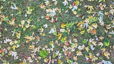 Sonbahar yaprağı yakın plan ve yerde bırakır.