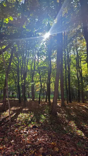 Sonbahar ormanındaki ağaçlar renk yapraklarıyla