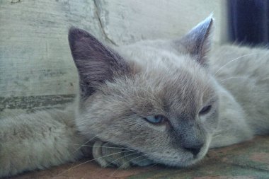 Sleepy white cat with grey ears and grey face seems to be falling asleep