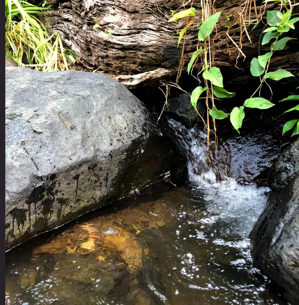 stock image Close-up view of stream in forest. A close-up of a small stream in nature