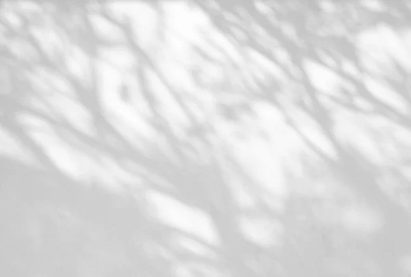 木の影と葉の枝の背景 写真のオーバーレイ効果 モックアップ 壁アート デザインプレゼンテーション — ストック写真