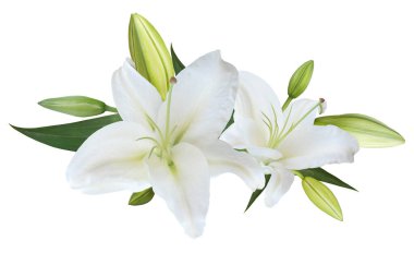 Beyaz Lily çiçek buketi kart ve dekorasyon için beyaz arka planda izole
