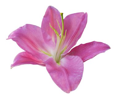 Beyaz arkaplanda izole edilmiş pembe zambak çiçeği